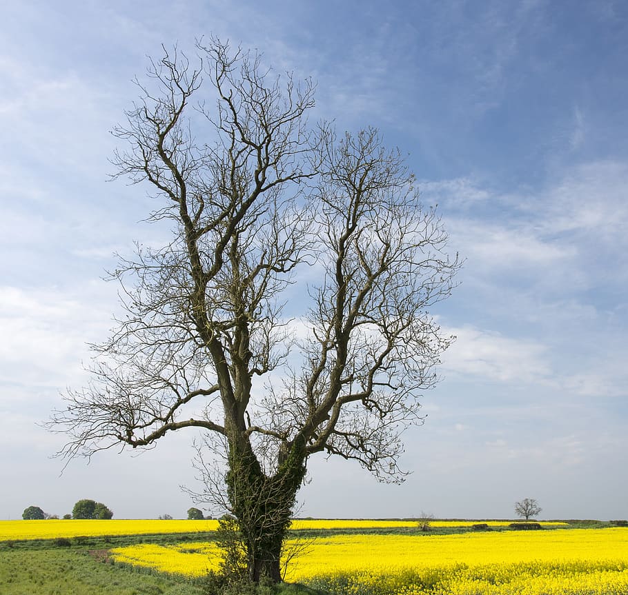 landscape, tree, rapeseed, sky, blue, plant, field, yellow HD wallpaper
