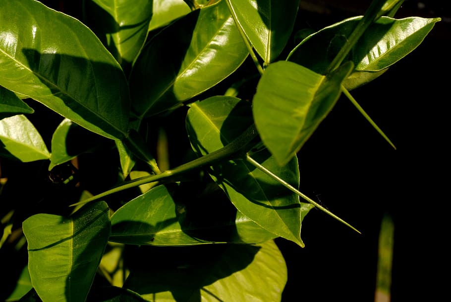 Plants, Spines, Citrus, prickly, green, leaf, green color, close-up HD wallpaper