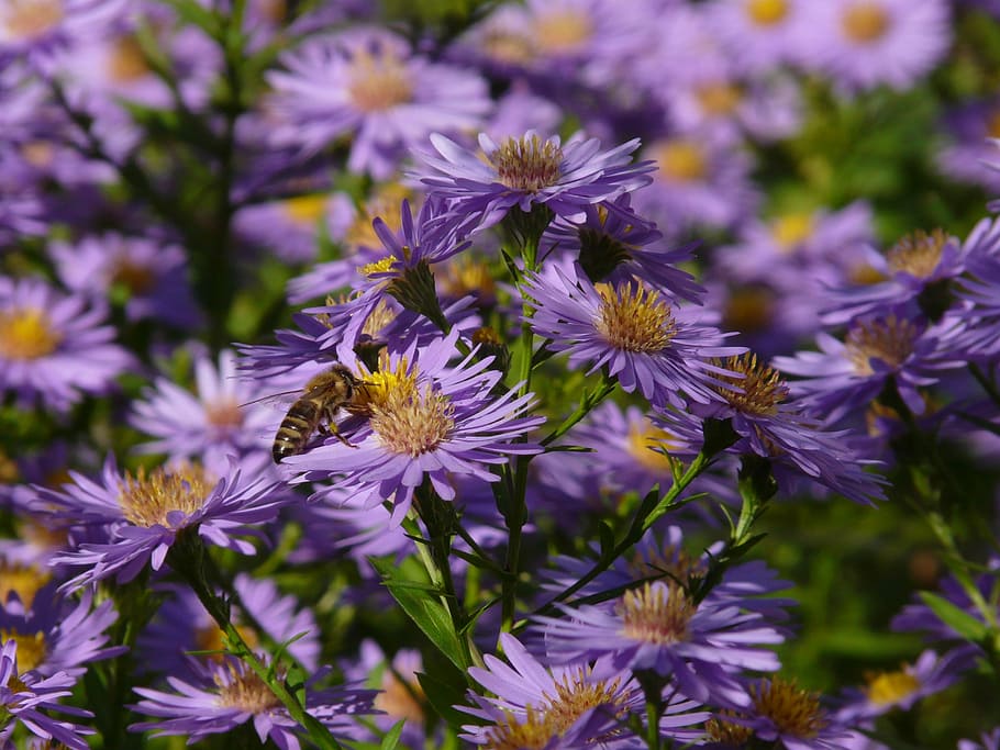 Smooth, Leaf, Aster, smooth leaf aster, herbstaster, flower HD wallpaper