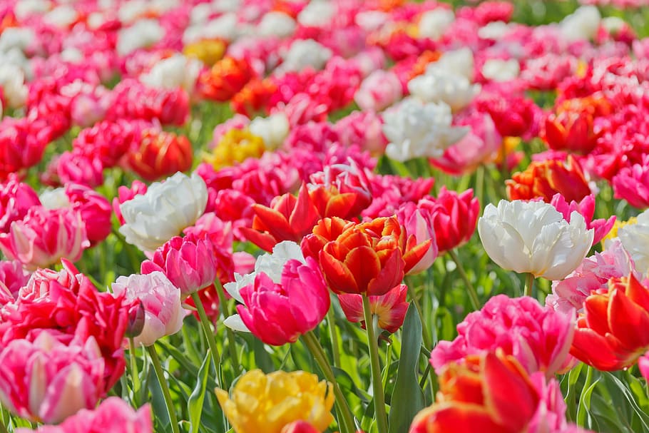 pink, red, and white petaled flowers, background, beautiful HD wallpaper