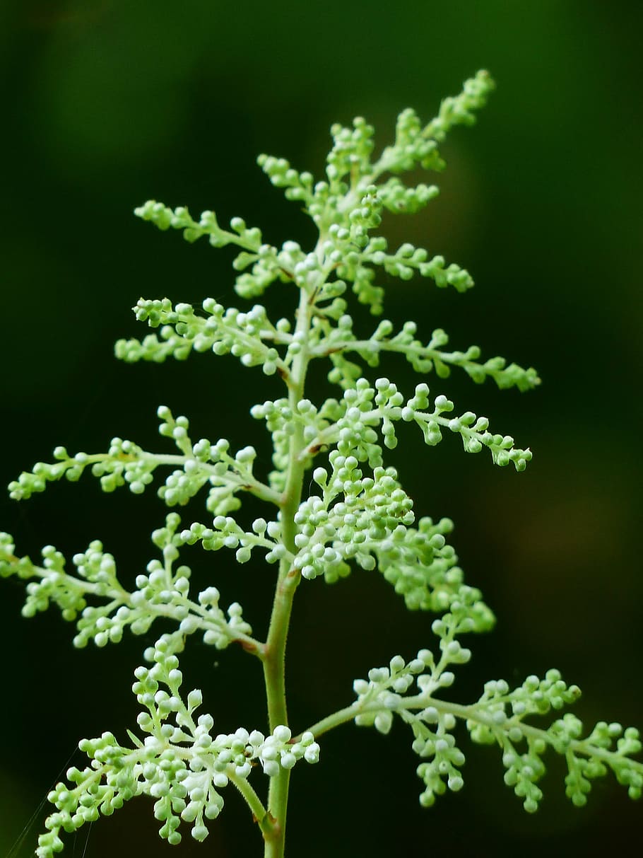 forests geißbart, aruncus dioicus, shrub, bud, aruncus sylvestris HD wallpaper