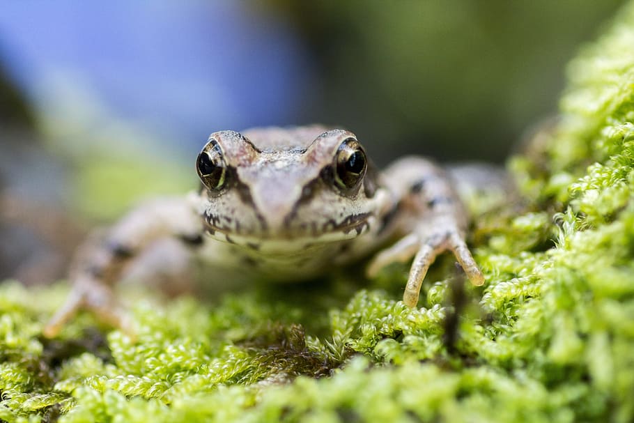 Frog, Macro, Portrait, Eye, little, canon, amphibian, animal HD wallpaper
