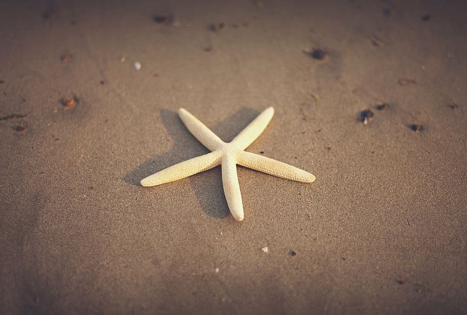 white starfish on brown sand, close, photo, beige, beach, summer HD wallpaper