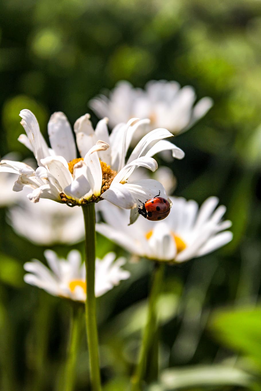 beetle, beetles, insect, macro, nature, red, colorful, wild HD wallpaper