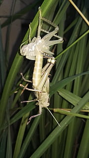 locust, shedding, insect, exoskeleton, molt, bug, cicada, nature HD wallpaper
