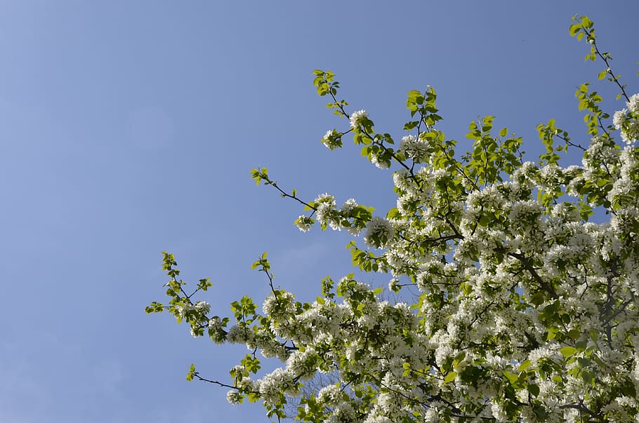 Tree, Bloom, Flowers, Spring, Nature, branch, leaves, flowering trees HD wallpaper