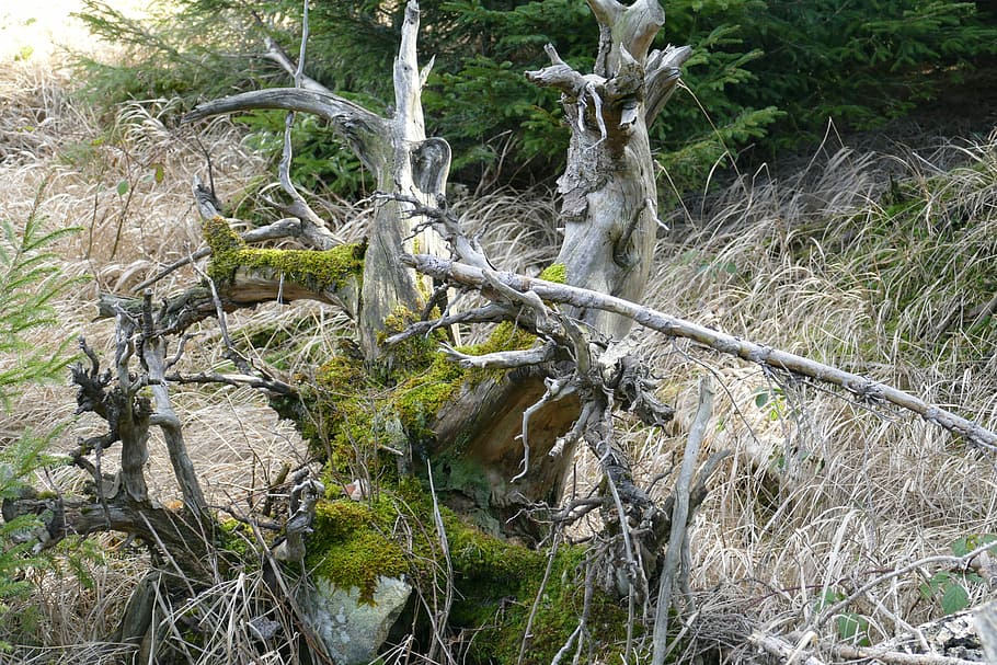 Nature, Forest, Tree Stump, Moss, no people, day, water, outdoors HD wallpaper