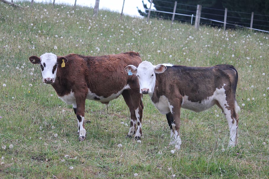cows, farm, rural, mammal, group of animals, animal themes HD wallpaper
