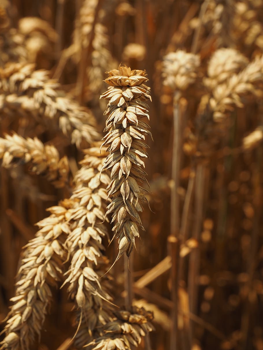 wheat, spike, cereals, grain, field, wheat field, cornfield HD wallpaper