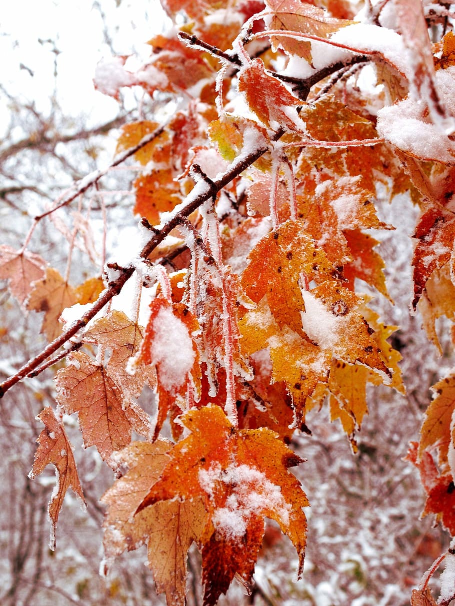 Winter, Strom, Captured, Fall, october, autumn, change, leaf HD wallpaper