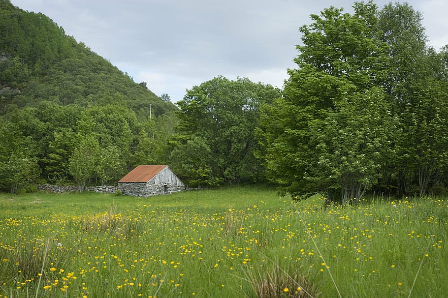 meadow, seals, utløe, trees, plant, architecture, built structure HD wallpaper