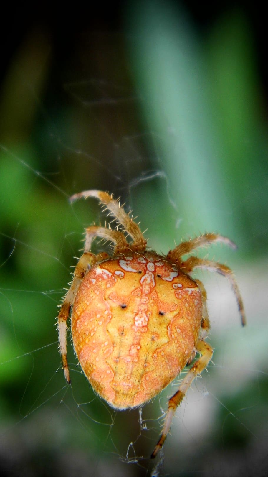 spider, strašidelní, spider web, close-up, focus on foreground HD wallpaper