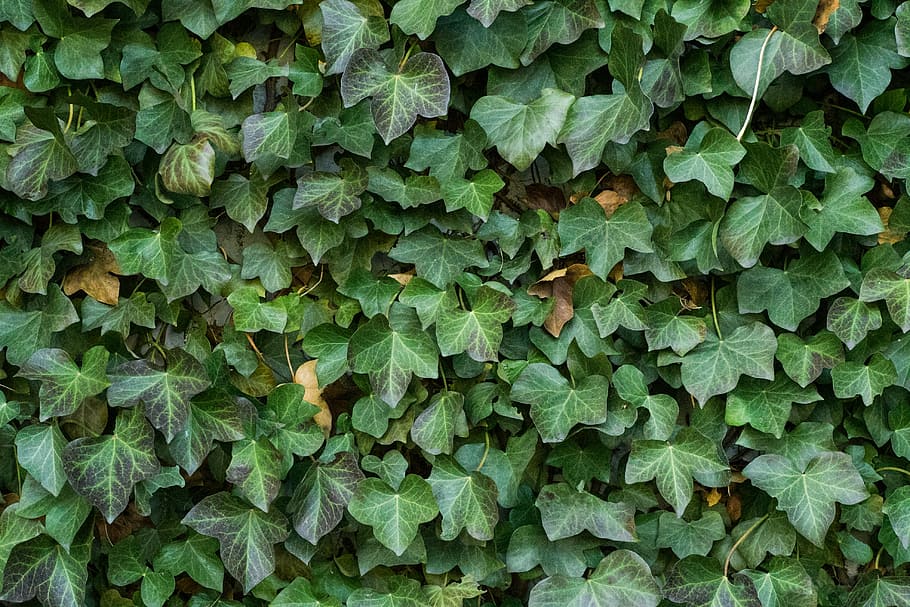 shallow focus photo of plant, texture, ivy, leaves, background HD wallpaper