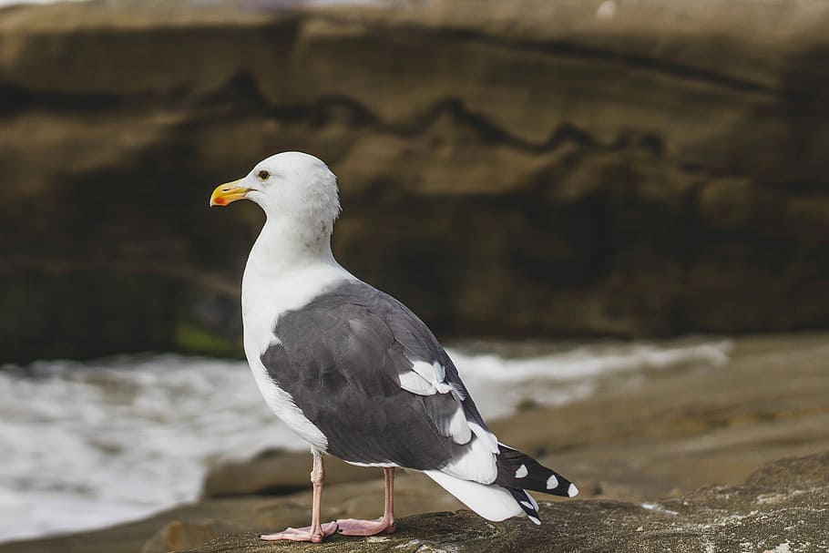 white and black seagull on sea shore, gray and white bird facing body of water HD wallpaper