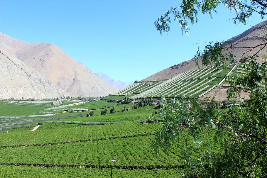 elqui valley, chile, people, pisco, landscape, agriculture, HD wallpaper