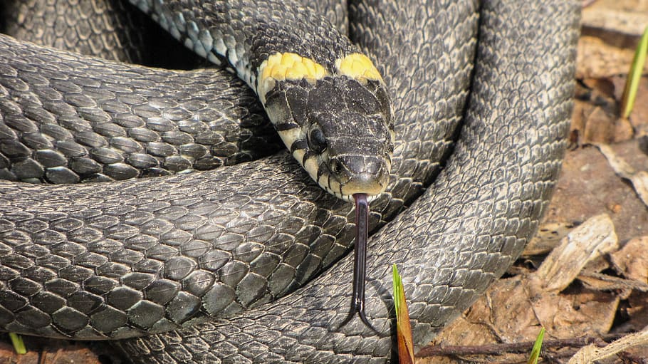 animals, snake, krupnyj plan, one animal, animals in the wild HD wallpaper