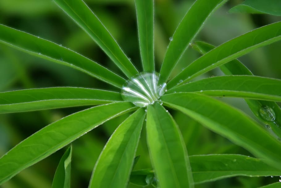 drop, grass, rain, green, green color, growth, plant, leaf HD wallpaper
