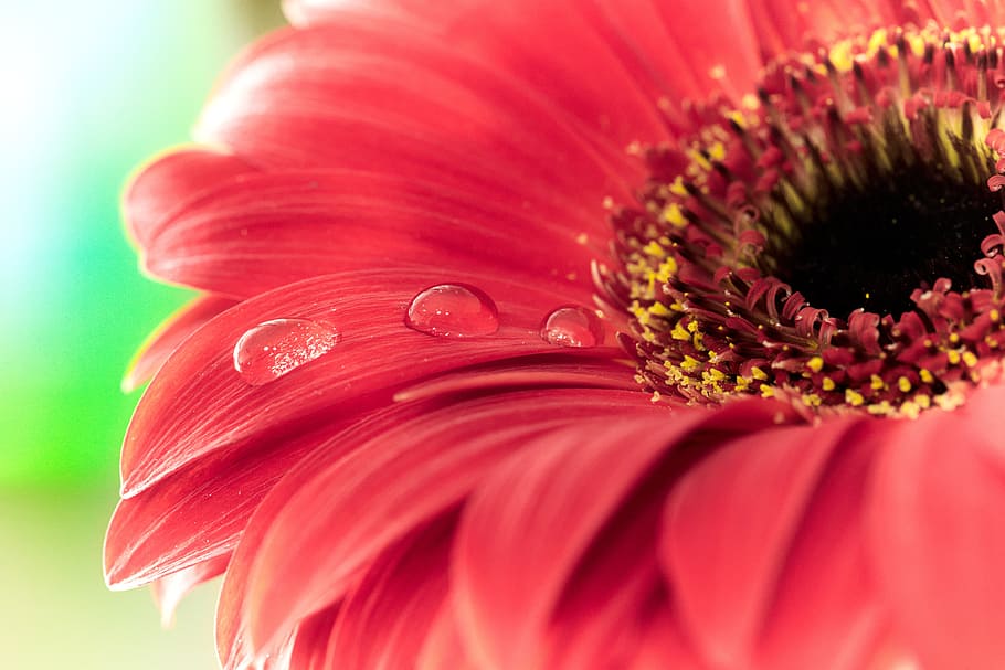 red gerbera daisy flower, drip, blossom, bloom, macro, plant HD wallpaper