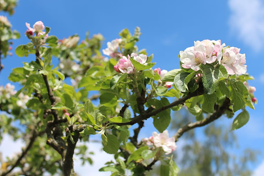 apple tree, spring, apple blossom, bloom, flower, flowering plant HD wallpaper