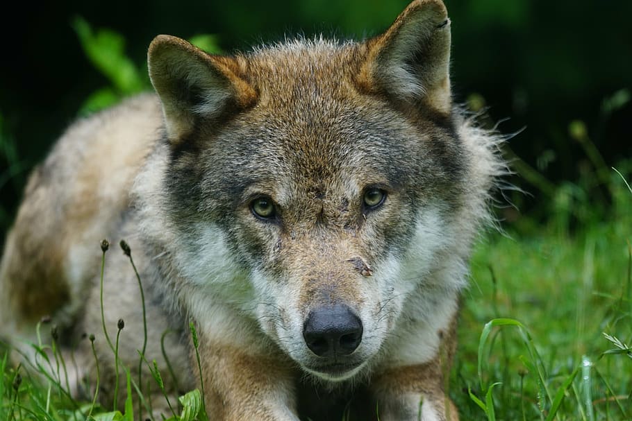 closeup photo of brown wolf laying on grass, predator, eurasian wolf