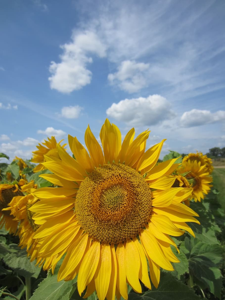 Sun Flower, Close, Sky, Blue, yellow, cloud - sky, nature, sunflower HD wallpaper