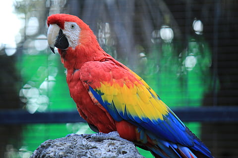 parrot, macaw, red, amazon, ave, bird, tropical bird, animal HD wallpaper