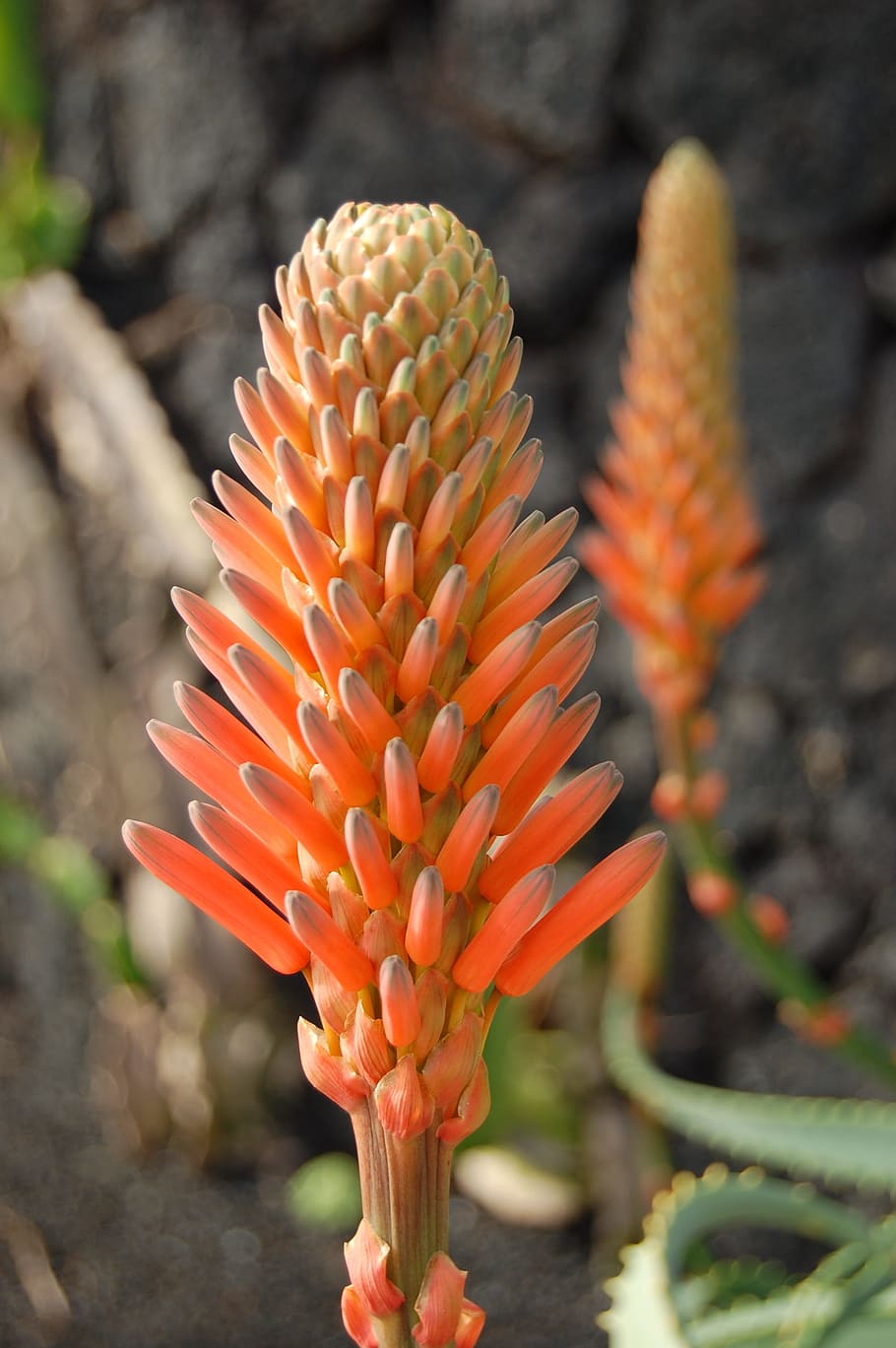 Plant, Orange, Flower, growth, close-up, outdoors, day, flowering plant HD wallpaper