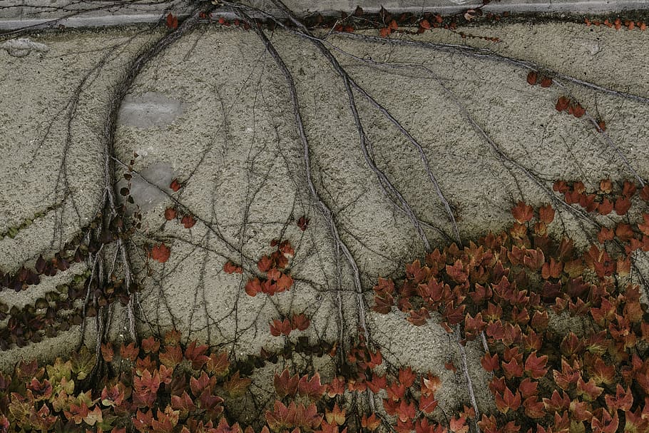 red leafed plants on gray concrete surface, brown leaf plant on white pavement HD wallpaper