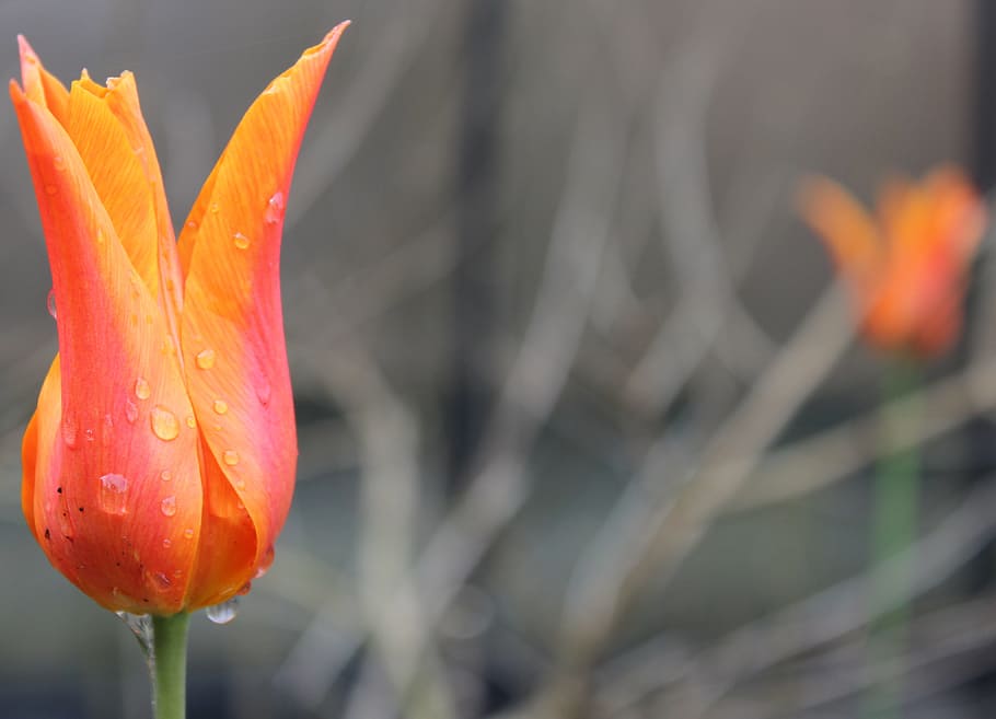 tulip, leaf, raindrop, flower, bright, blossom, bloom, yellow HD wallpaper