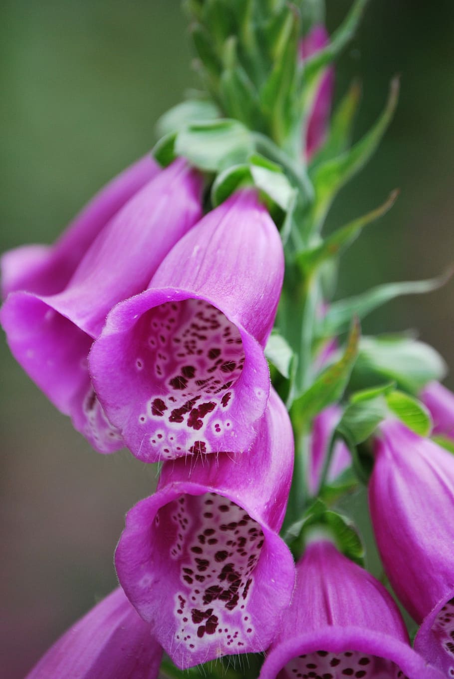 foxglove, flower, flowers, plants, flora, rose, flowering plant, HD wallpaper