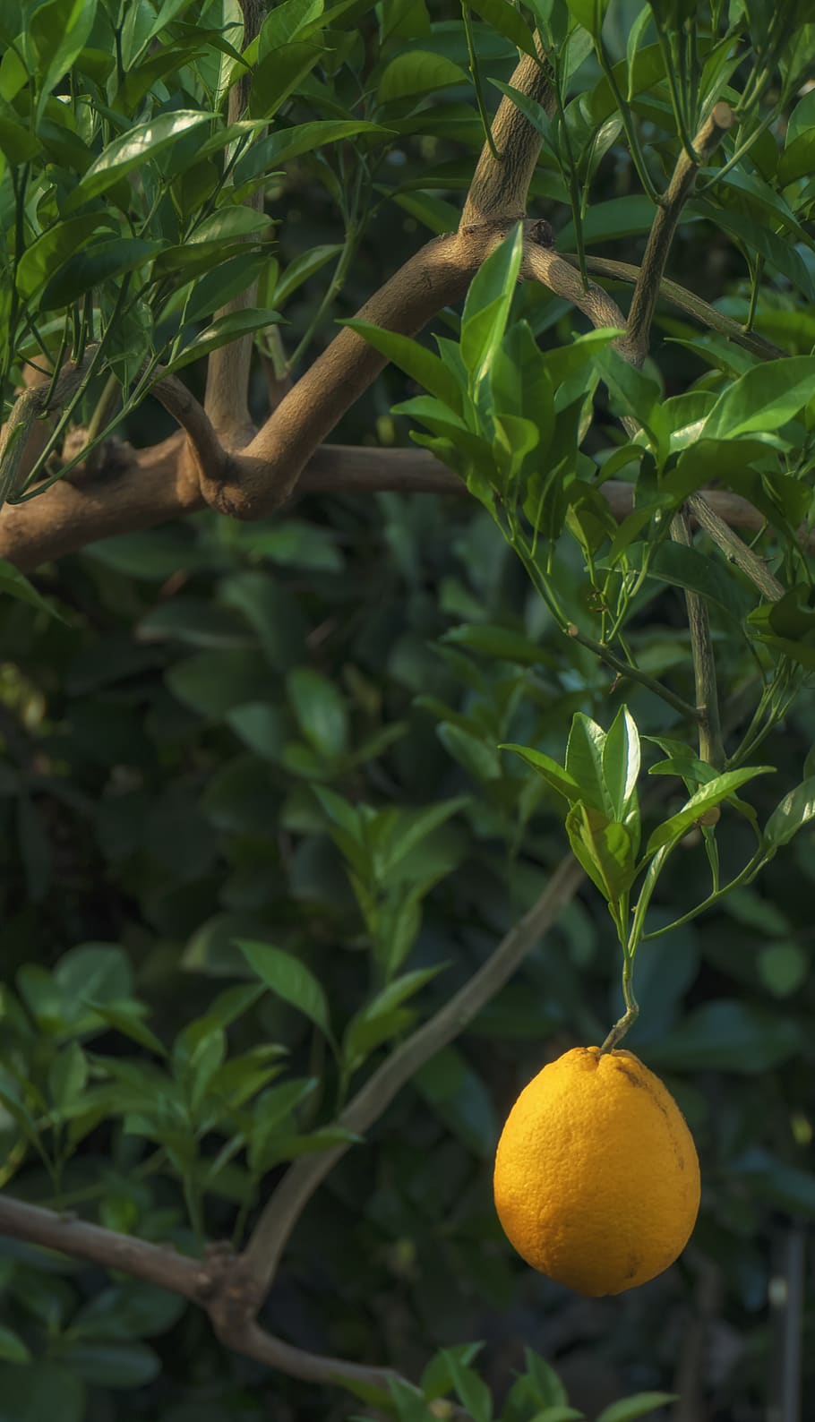 lemon, tree, citrus, macro, fruit, lime, yellow, greens, garden HD wallpaper