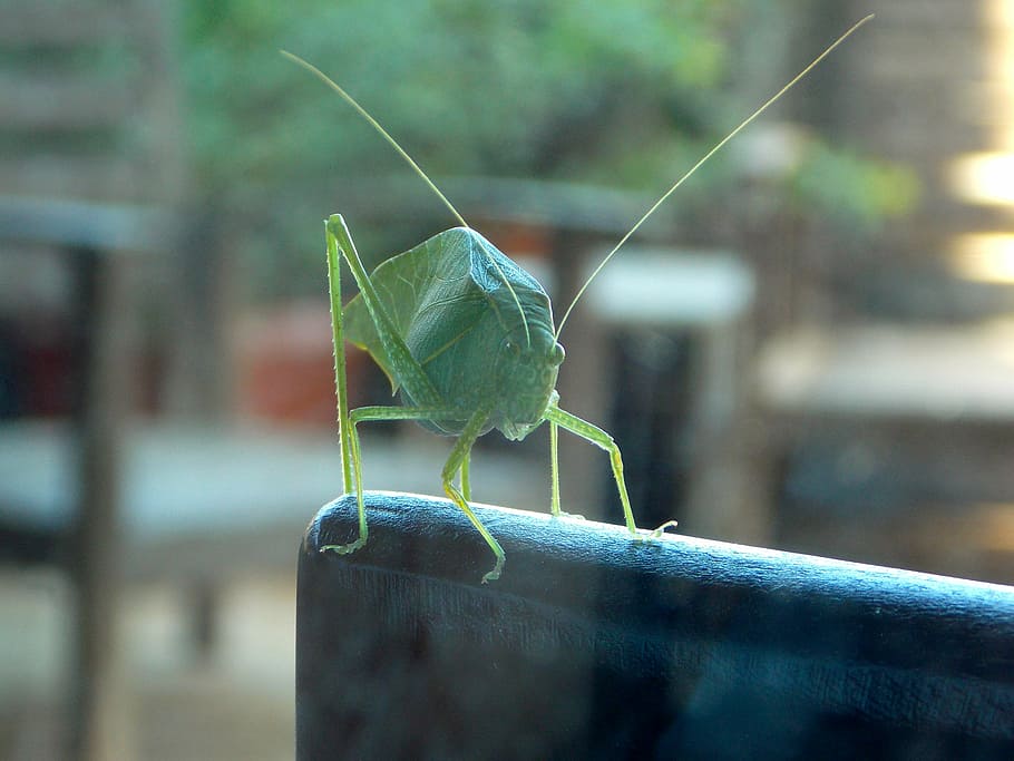 cricket, katydid, grasshopper, insect, nature, green, wildlife HD wallpaper