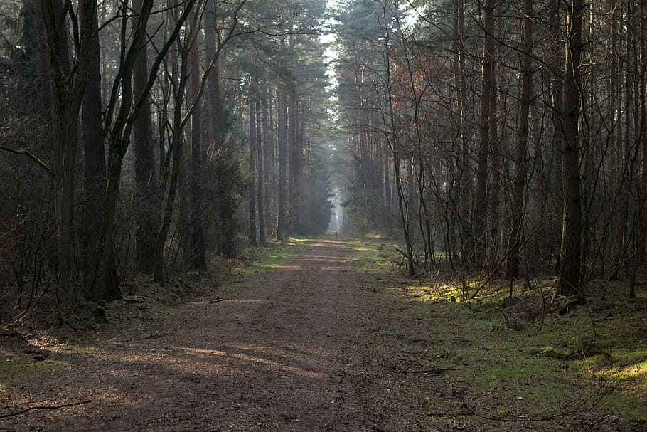 way, leśna, tree, the path, spacer, forest, pine, spring, forest road HD wallpaper