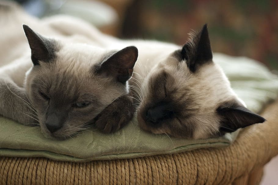 two Siamese cat, cats, animals, pet, grey, cute, cat's eye, handsome man, HD wallpaper