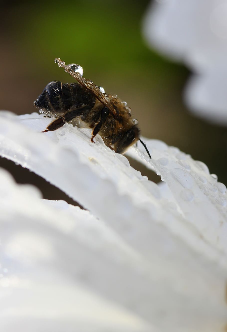 bee, wet, drops, flower, white, animal themes, animals in the wild HD wallpaper
