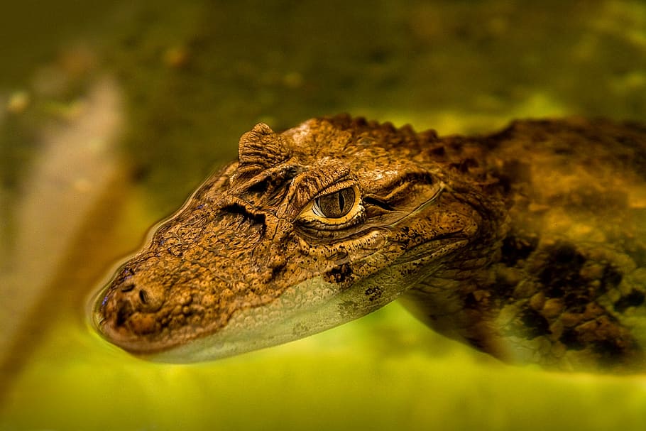 Alligator, Caiman, Reptile, cocodrile, nature, animal, wild, HD wallpaper