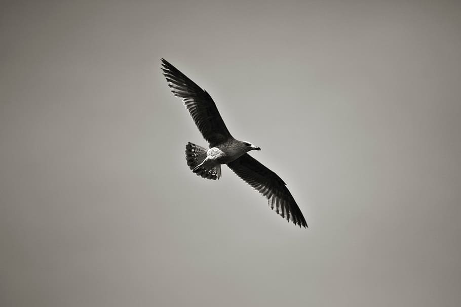 bird, seagull, animal wildlife, flying, animals in the wild HD wallpaper