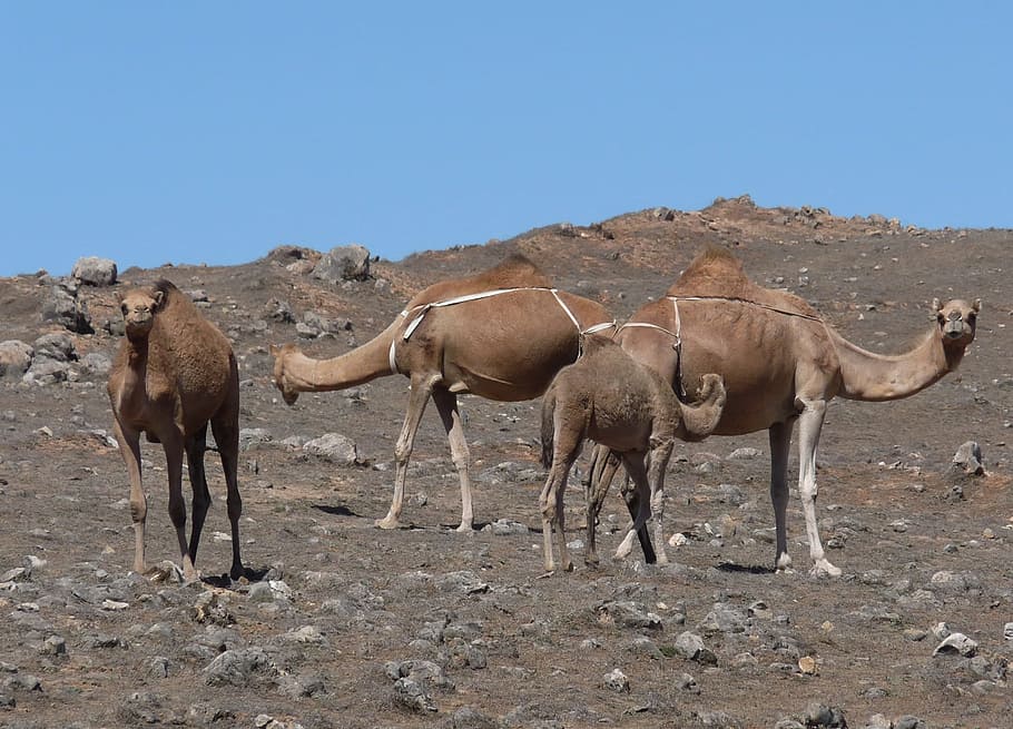 Camel, Desert, Wadi, Dromedary, Flock, dry, steinig, hump, young animal HD wallpaper