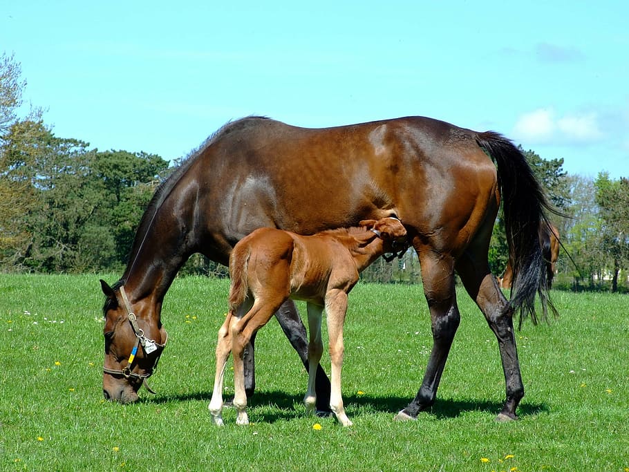 photograph of brown horse with pony, mare, foal, grass, domestic animals HD wallpaper