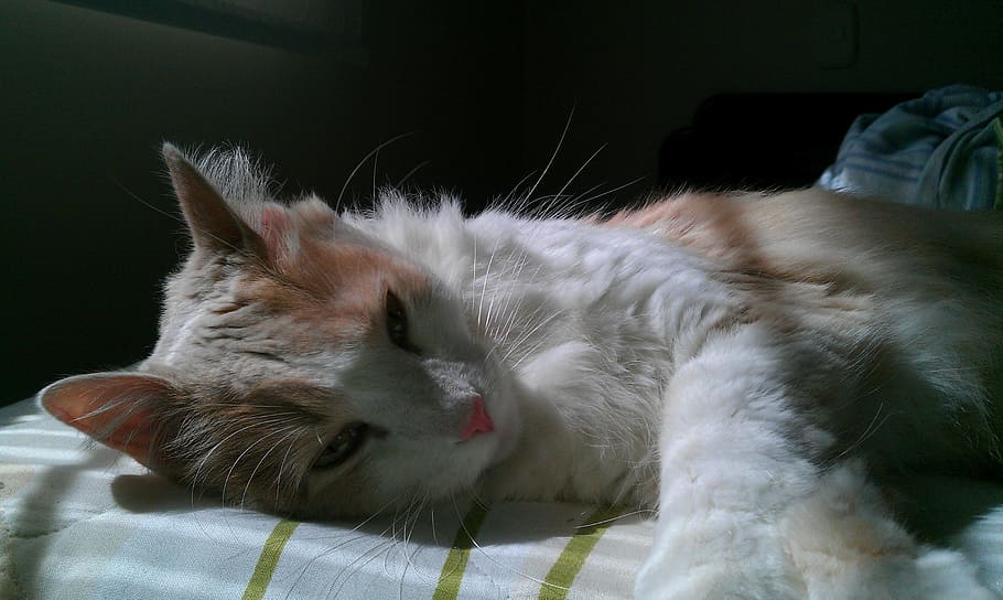 cat, pet, lazy, cute, feline, relaxed, sleepy, domestic Cat HD wallpaper