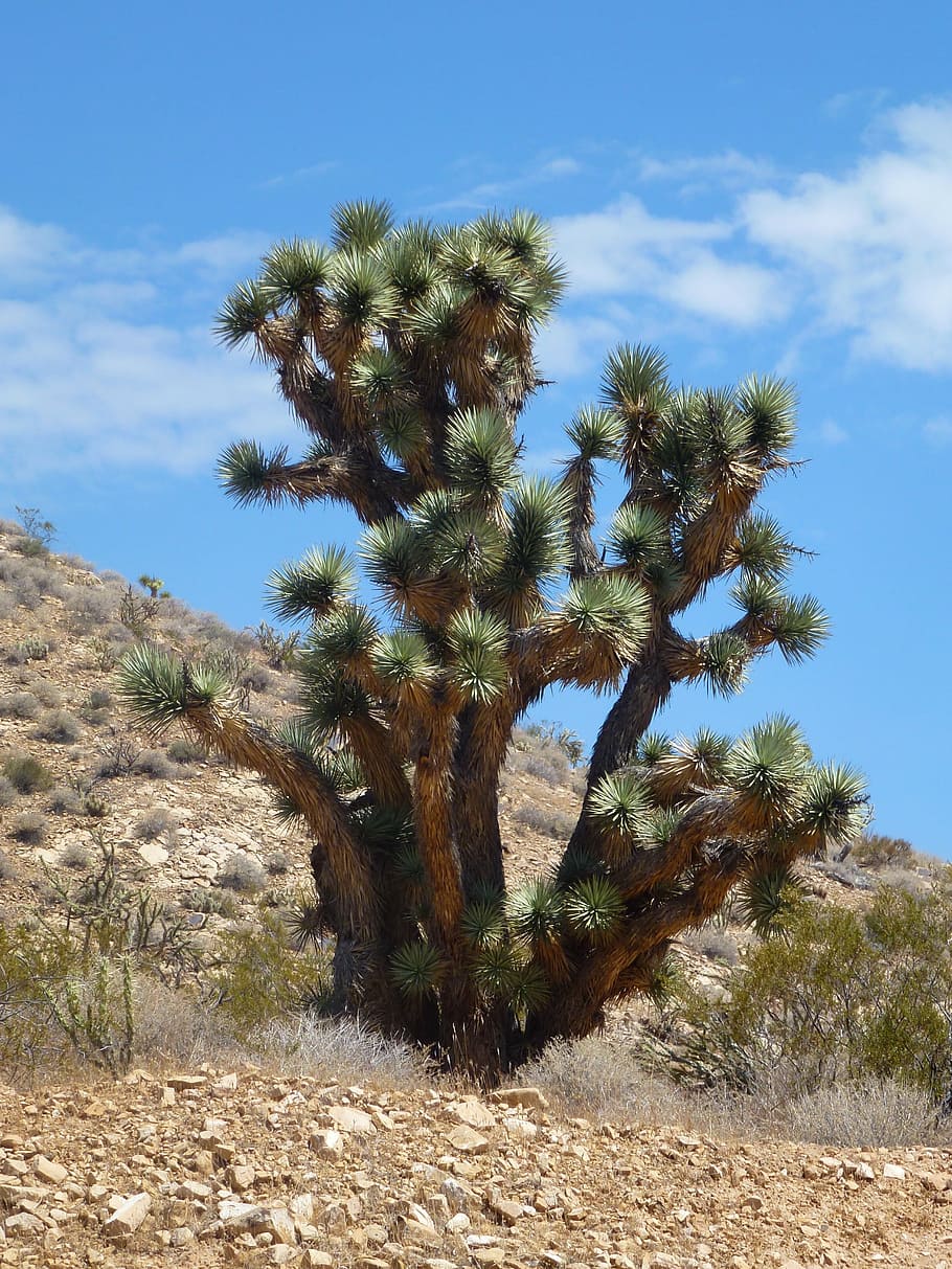 usa, cactus, very big, plant, sky, growth, beauty in nature HD wallpaper
