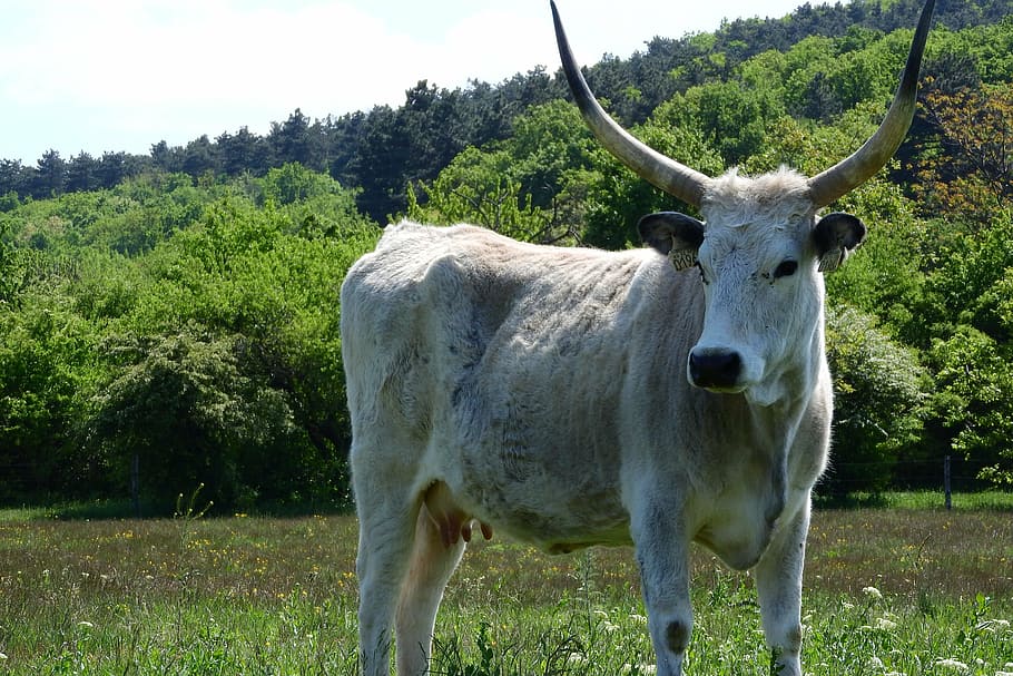 scot, corners, long, cow, hungary, traditional breed, grass HD wallpaper