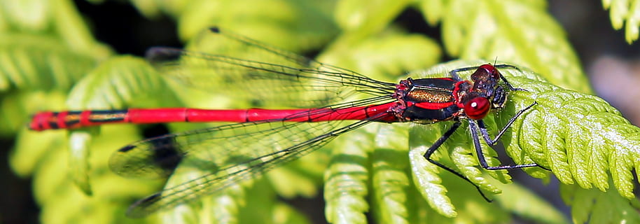 black and red dragonfly perching on green leaf, Insect, close HD wallpaper