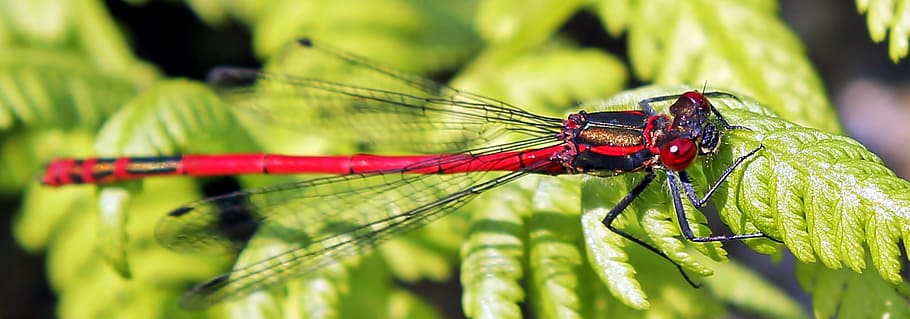 black and red dragonfly perching on green leaf, Insect, close HD wallpaper