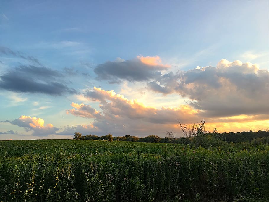 field, farm, sunset, landscape, agriculture, summer, rural HD wallpaper