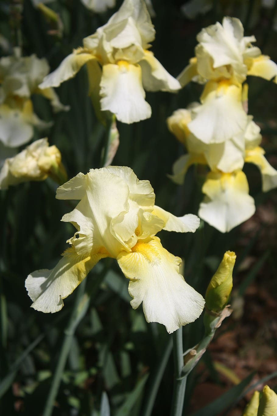 iris, white, yellow, spring, flower, focus, bearded, nature HD wallpaper