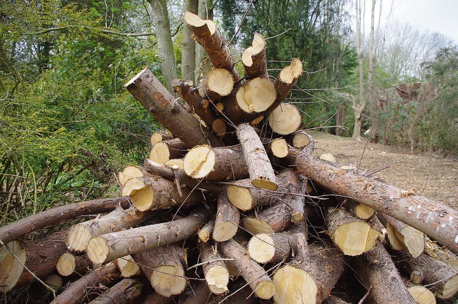 log pile, countryside, stack, wood, timber, woodpile, tree, HD wallpaper