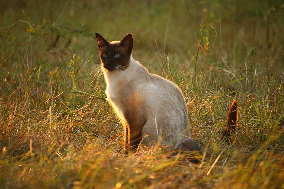 Siamese Cat, mieze, breed cat, grass, sun, evening light, one animal HD wallpaper