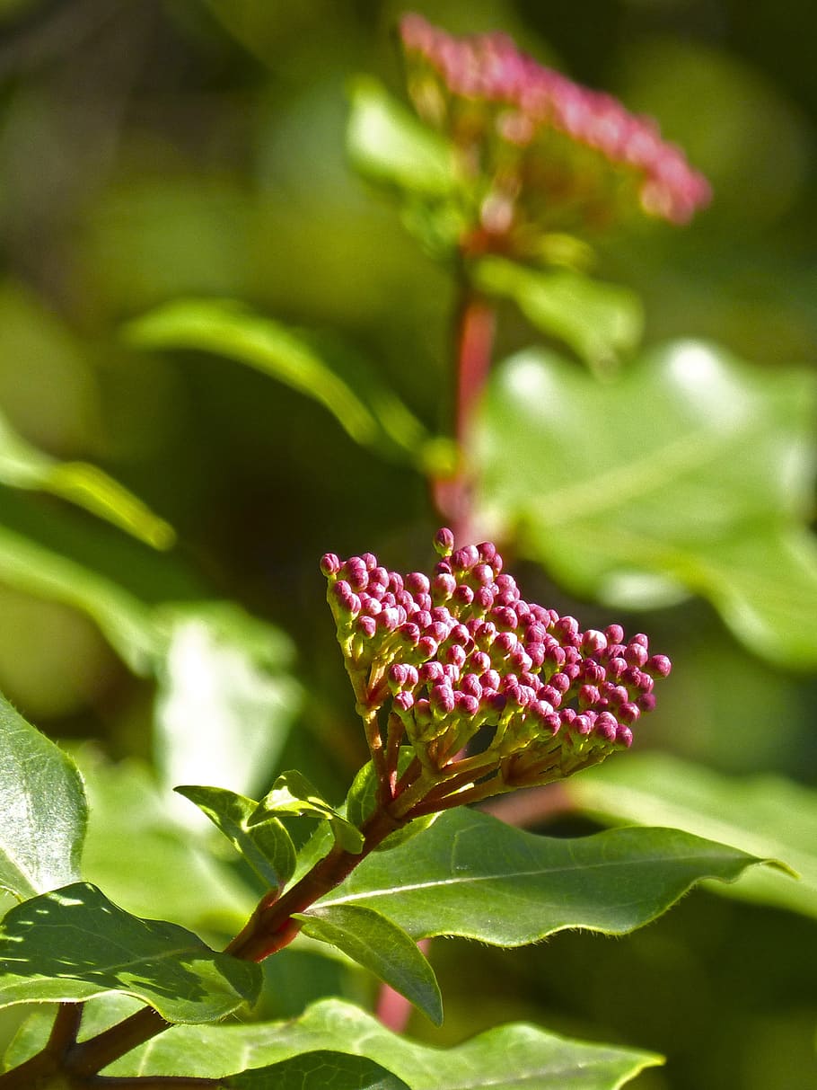 flower, ivy, mallow, plant, flowering plant, growth, beauty in nature HD wallpaper