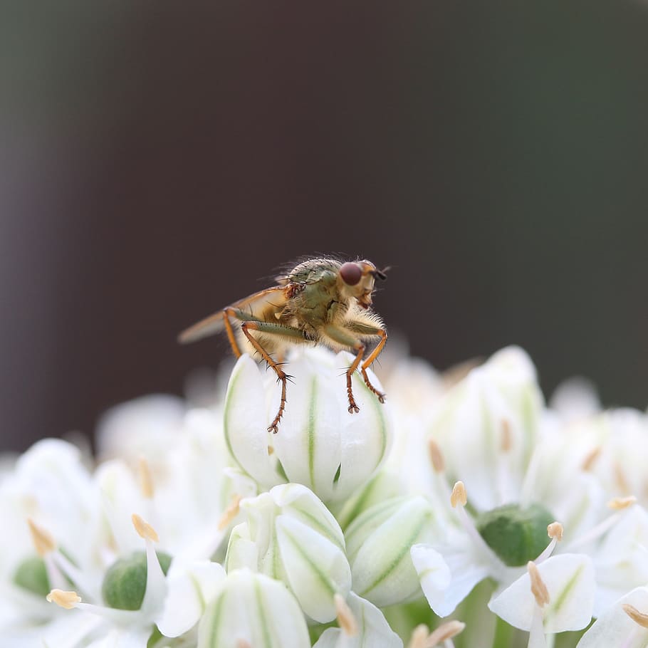 nature, bee, pollinate, buzz, nectar, honey, petals, flora HD wallpaper
